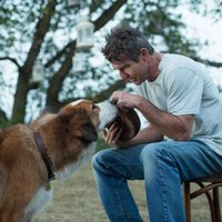 Foto de 'A Dog's Purpose'