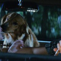 Foto de 'A Dog's Purpose'