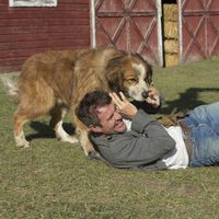 Foto de 'A Dog's Purpose'