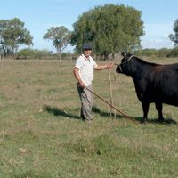 Todo sobre el asado