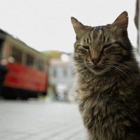 Foto de 'Kedi'