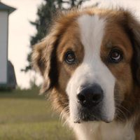 A Dog's Purpose