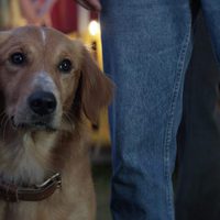 A Dog's Purpose