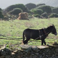 La vida Lliure