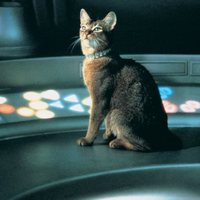 Foto de 'The Cat from Outer Space'