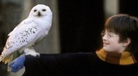 'Harry Potter' Fans Resurrect their Favourite Characters