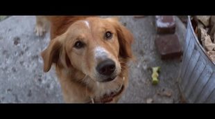 'A Dog's Purpose' trailer