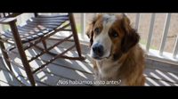 'A Dog's Purpose' Spanish subtitled trailer