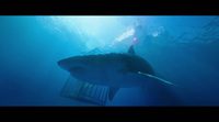 '47 metres down' Clip