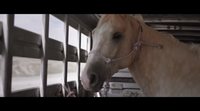 Trailer 'The Rider'