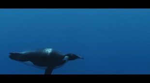 Trailer 'March of the Penguins 2: The Next Step'