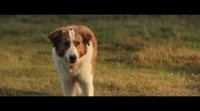 'A dog's journey' Short Trailer